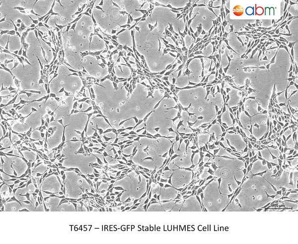 IRES-GFP Stable LUHMES Cell Line – Figure 1 of 1