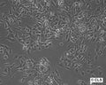 F9 cell