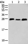 MOB4 Polyclonal Antibody – Figure 1 of 4