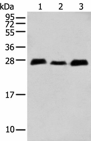 MOB4 Polyclonal Antibody – Figure 1 of 4