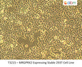 MRGPRX2 Expressing Stable 293T Cell Line | Applied Biological Materials (abm)