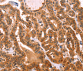 PROS1 Polyclonal Antibody – Figure 1 of 3