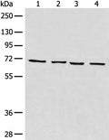 MAPK4 Polyclonal Antibody – Figure 1 of 4