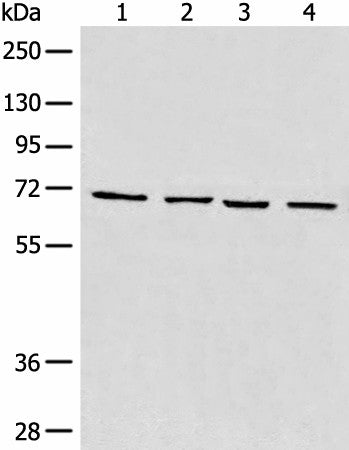 MAPK4 Polyclonal Antibody – Figure 1 of 4