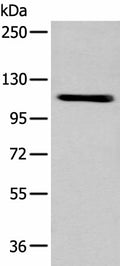 ZNF281 Polyclonal Antibody – Figure 1 of 4