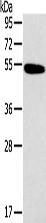 Histamine H1 Receptor Polyclonal Antibody – Figure 1 of 4