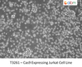 Cas9 Expressing Jurkat Cell Line | Applied Biological Materials (abm)
