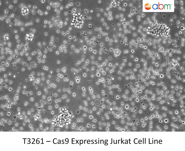 Cas9 Expressing Jurkat Cell Line | Applied Biological Materials (abm)
