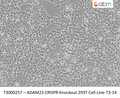 ADAM23 CRISPR Knockout 293T Cell Line – Figure 1 of 1