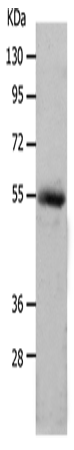 MMP17 Polyclonal Antibody – Figure 1 of 2