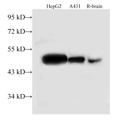 TUFM Polyclonal Antibody – Figure 1 of 2