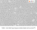 Ext1 Wild-Type Heparan Sulfate Stable Cell Line (Ext1f/f) – Figure 1 of 1