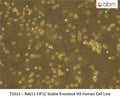 Rab11-FIP1C Stable Knockout H9 Human Cell Line | Applied Biological Materials (abm)