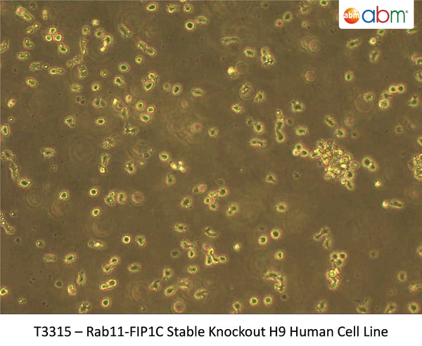 Rab11-FIP1C Stable Knockout H9 Human Cell Line | Applied Biological Materials (abm)