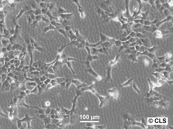 FAMPAC-A cell