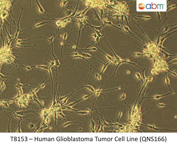 Human Glioblastoma Tumor Cell Line (QNS166) | Applied Biological Materials (abm)