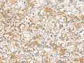 TLE6 Polyclonal Antibody – Figure 1 of 2