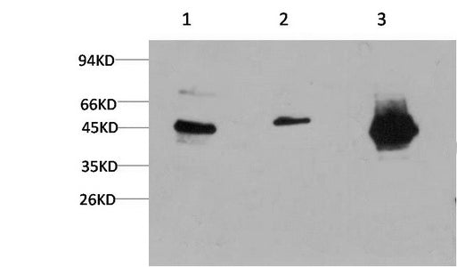 GSK3 beta Monoclonal Antibody – Figure 1 of 4