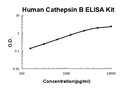Human Cathepsin B PicoKine ELISA Kit standard curve
