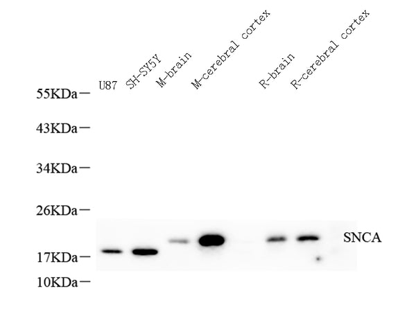 SNCA Polyclonal Antibody – Figure 1 of 2