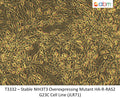 Stable NIH3T3 Overexpressing Mutant HA-R-RAS2 G23C Cell Line (JLR71) | Applied Biological Materials (abm)