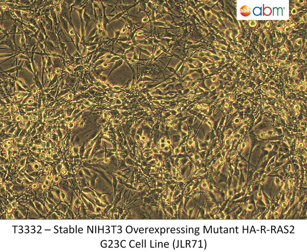 Stable NIH3T3 Overexpressing Mutant HA-R-RAS2 G23C Cell Line (JLR71) | Applied Biological Materials (abm)