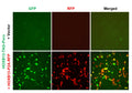 HOXB13 Reporter Lentivirus – Figure 1 of 4