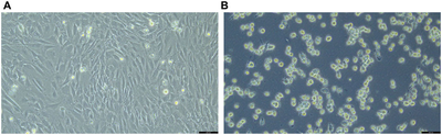 Immortalized Mouse Preadipocyte Cell Line