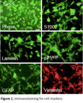Immortalized Mouse Schwann Cells | Applied Biological Materials (abm)