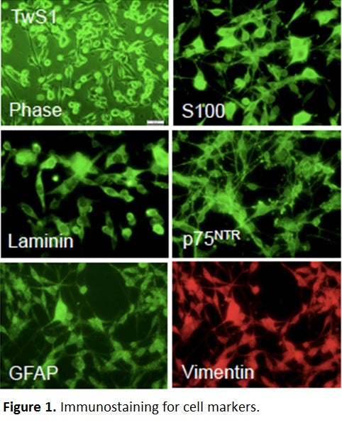 Immortalized Mouse Schwann Cells | Applied Biological Materials (abm)