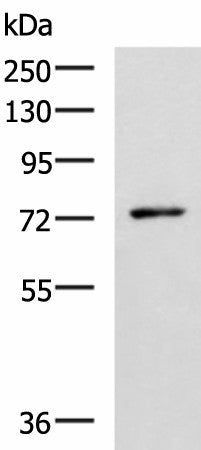 L3MBTL2 Polyclonal Antibody – Figure 1 of 3