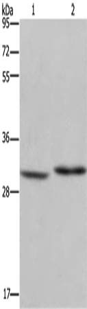 DHRS3 Polyclonal Antibody – Figure 1 of 4