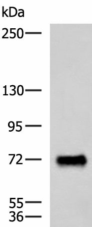 PPEF1 Polyclonal Antibody – Figure 1 of 3