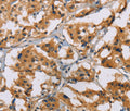NRN1 Polyclonal Antibody – Figure 1 of 5