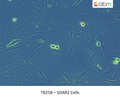 SDAR2 Cells | Applied Biological Materials (abm)