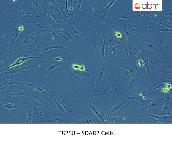 SDAR2 Cells | Applied Biological Materials (abm)