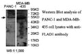 Anti-FLAD1 Antibody – Figure 1 of 1
