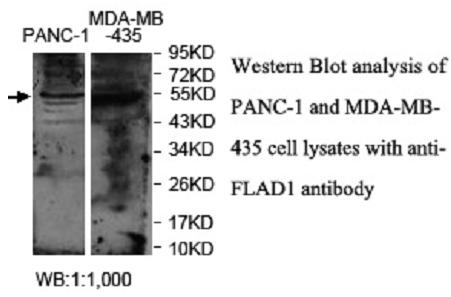 Anti-FLAD1 Antibody – Figure 1 of 1