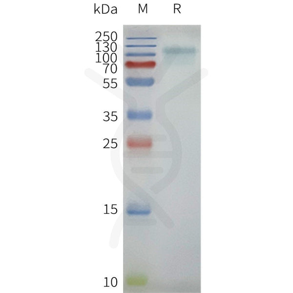 Human beta2AR-GPR75-BRIL full length protein-synthetic nanodisc – Figure 1 of 1