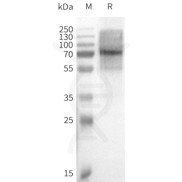 Human BRIL-GPR75 full length protein-synthetic nanodisc – Figure 1 of 1