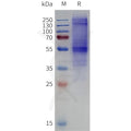 Biotinylated Human CXCR7 full length protein-synthetic nanodisc – Figure 1 of 1