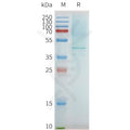 Human PTGER2 full length protein-synthetic nanodisc – Figure 1 of 1