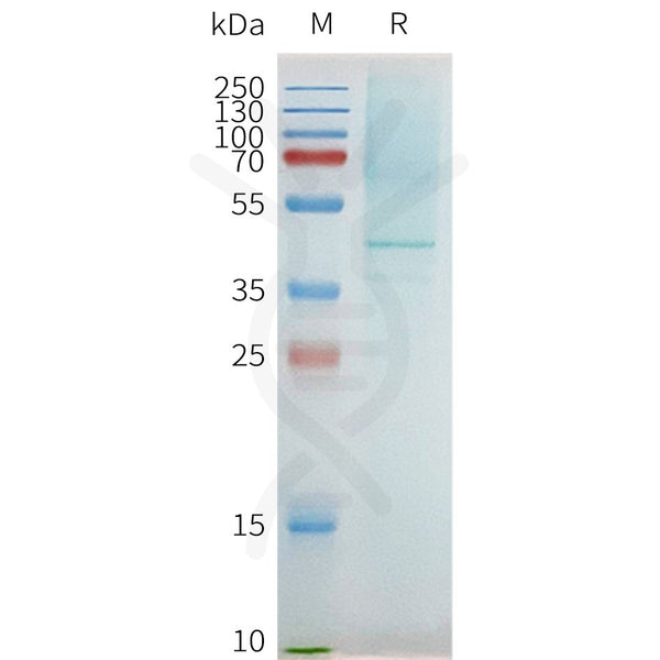 Human PTGER2 full length protein-synthetic nanodisc – Figure 1 of 1