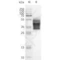 Human GPR132 full length protein-synthetic nanodisc – Figure 1 of 1