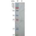 Human AQP5 full length protein-synthetic nanodisc – Figure 1 of 1