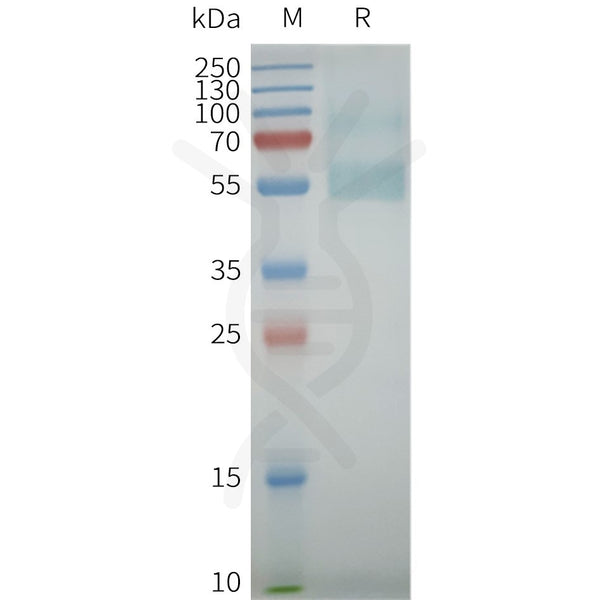 Human 5HT7R full length protein-synthetic nanodisc – Figure 1 of 1