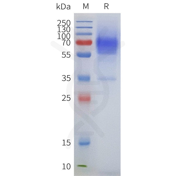 Human ADRA2A full length protein-synthetic nanodisc – Figure 1 of 1