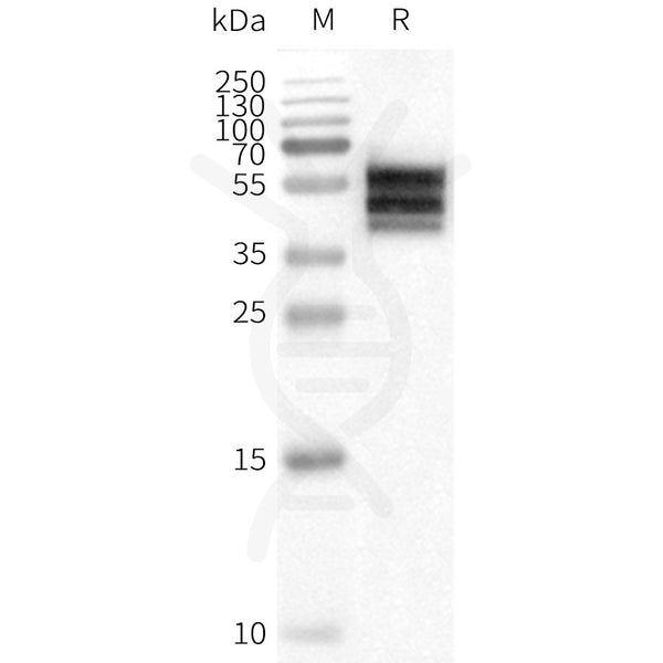 Human DRD2 full length protein-synthetic nanodisc – Figure 1 of 1