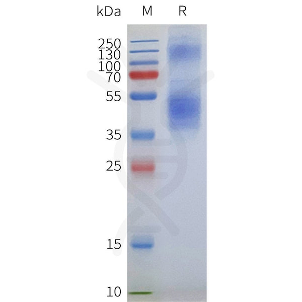 Human FFAR4 full length protein-synthetic nanodisc – Figure 1 of 1