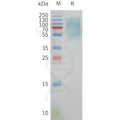 Human GPR39 full length protein-synthetic nanodisc – Figure 1 of 1